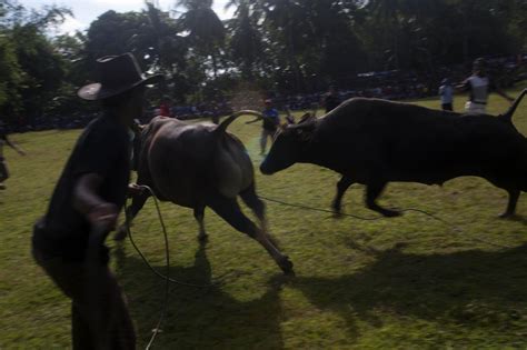 Photo: A tradition of bull fighting - The Jakarta Post