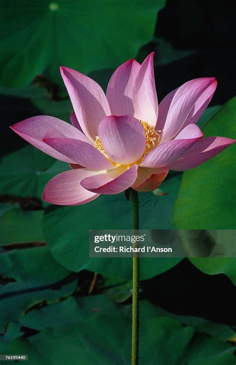 Lotus Flowers At Lotus Farm Phnom Krom Angkor Siem Reap Cambodia Southeast Asia High-Res Stock ...