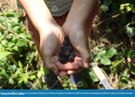 Blackberry in hands stock photo. Image of bike, giving - 123738780