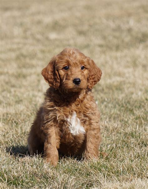 Mini Goldendoodle For Sale Loudonville, OH Male- Anson – AC Puppies LLC