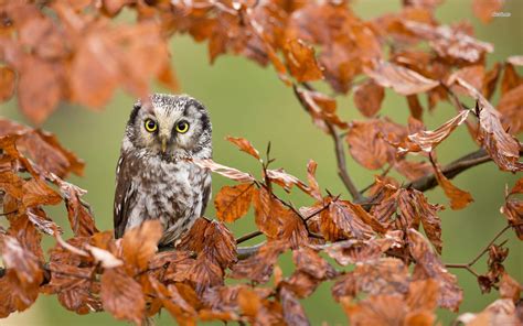 Autumn Owl Desktop Wallpapers - Top Free Autumn Owl Desktop Backgrounds ...