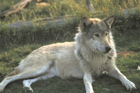 Grand Teton National Park Wildlife Spotting - Jackson Hole Traveler