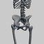 Female Human Skeleton Bones 3D Model - TurboSquid 1228387