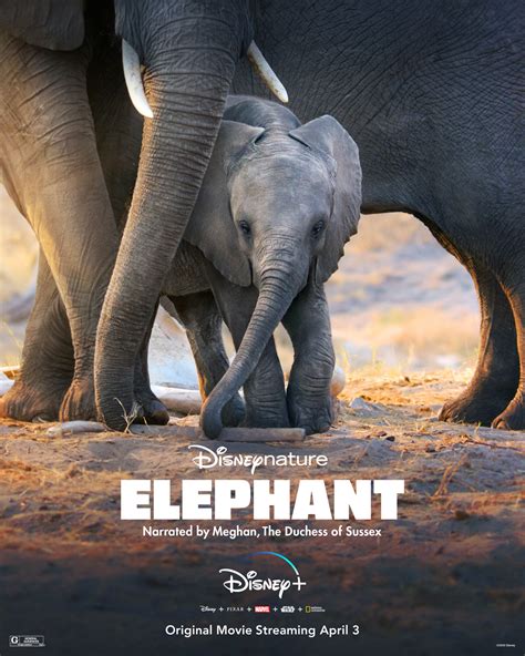 Elephant | Disney Wiki | Fandom