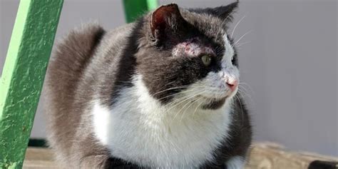 7 Cara Mengobati Scabies pada Kucing, Paling Ampuh dan Aman | PintarPet