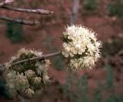 Herbs-Treat and Taste: AFRICAN SHEA TREE - TREE OF LIFE: HISTORY ...