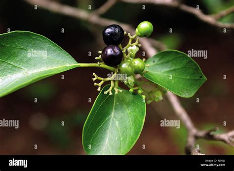 Jamun Tree High Resolution Stock Photography and Images - Alamy