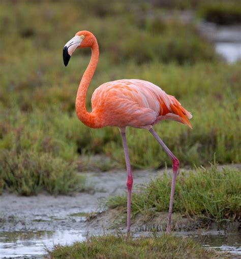 American Flamingo Facts | Caribbean Flamingos