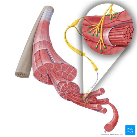 Neuromuscular junction: Parts, structure and steps | Kenhub