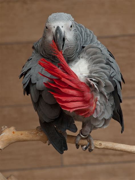 File:African grey parrot.jpg - Wikimedia Commons