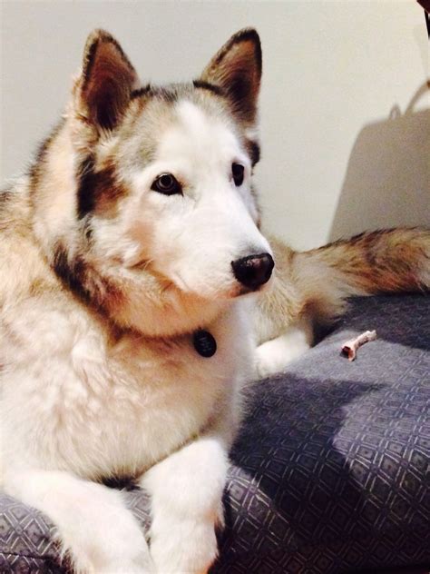 Barney 8 yr old husky wolf hybrid | Wolf hybrid, Husky, Animals