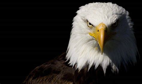 eagle Wallpapers HD / Desktop and Mobile Backgrounds