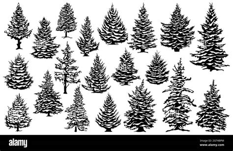 Christmas snowy pine trees. Xmas snow covered pine trees silhouettes, evergreen coniferous woods ...