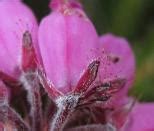 Slieve Bloom Mountains Nature Reserve | National Parks & Wildlife Service