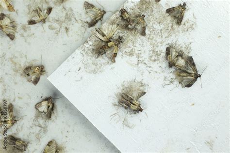 Flour moths Stock Photo | Adobe Stock