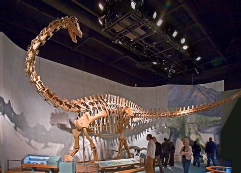 Dinosaur skeleton: Diplodocus tongus, a long-necked dinosaur of the late Jurassic Period, 150 ...