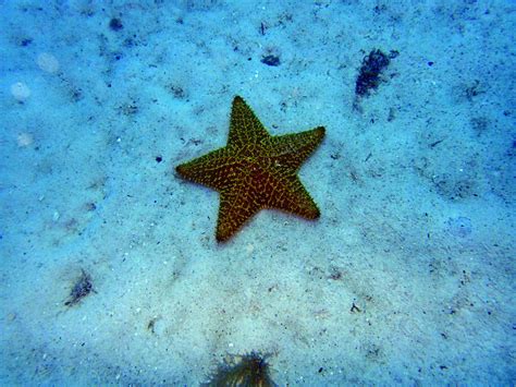 Gambar : bintang laut, pasir, menyelam, echinodermata, biru, biologi ...