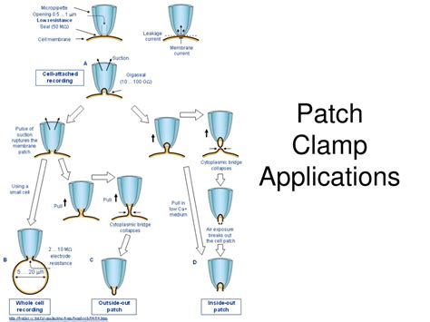 PPT - Voltage Clamp PowerPoint Presentation - ID:570089