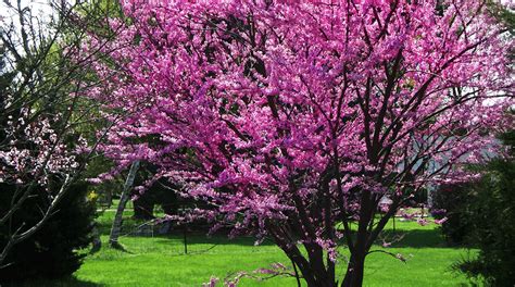 Flowering Trees In North Texas / Texas Top 5 Summer Flowering Trees Fannin Tree Farm : Columnist ...