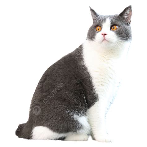 British Shorthair Cat Turning Head, British Shorthair, White, Lovely PNG Transparent Image and ...