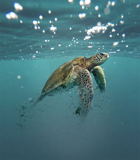 Marine Turtles Endangered Animals :: Behance