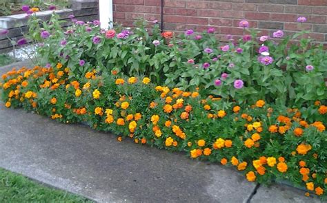 2016 zinnias & marigolds | Country cottage garden, Homestead gardens, Marigold flower