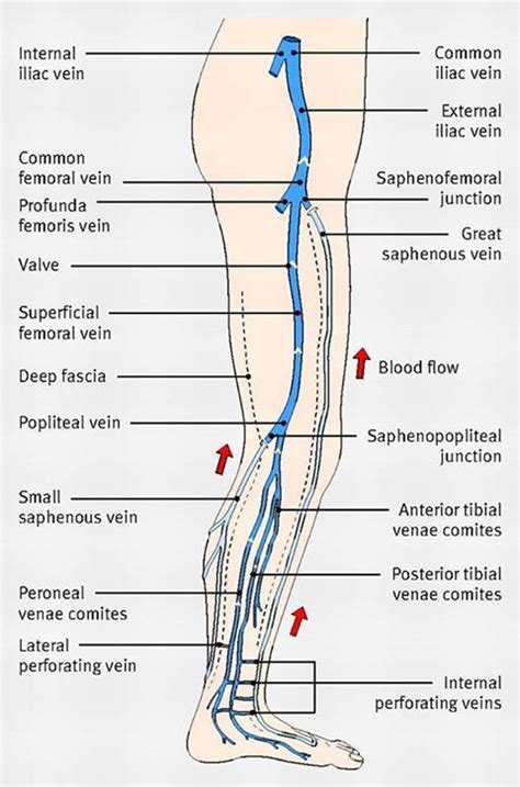 Pin on ASCP Cert