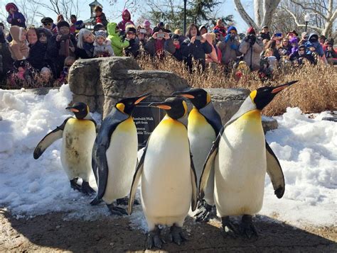 St. Louis Zoo nominated as 'best free attraction' in U.S. | Joe's St. Louis | stltoday.com