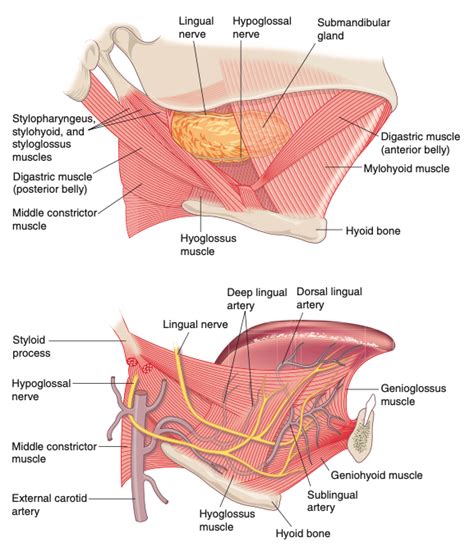 Submandibular Gland Anatomy