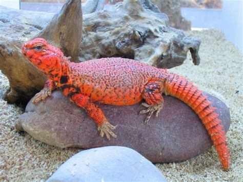 Spiny-tailed Lizard (Uromastyx geyri) native to Deserts of North Africa ...