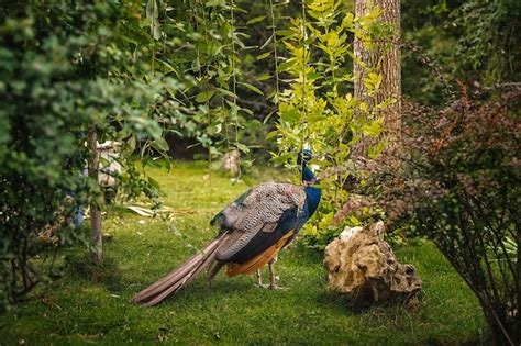 Premium Photo | Beautiful peacock stands in a green garden