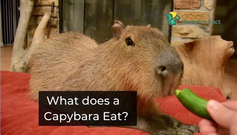 Capybara Diet: What does a Capybara Eat?