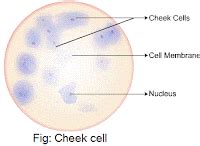 To prepare stained temporary mounts of human cheek cell - Lab Work