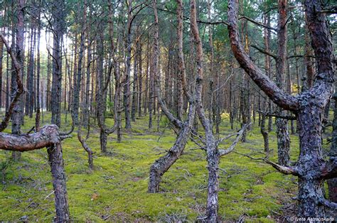 forest in Estonia Estonia, Forests, Tree Trunk, Shots, Plants, Woodland Forest, Plant, Woods ...