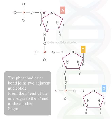 Deoxyribose Function