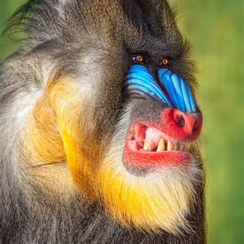 Colorful Mandrill Monkey with Blue and Yellow Face