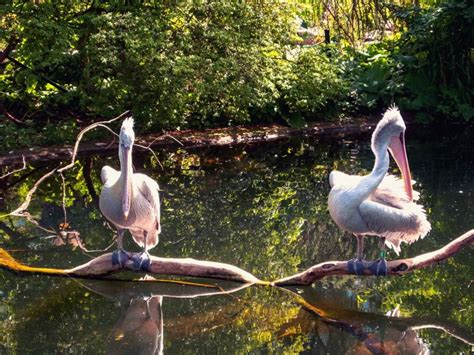 15 Pictures to Inspire You to Visit the Antwerp Zoo - Traveler's Child