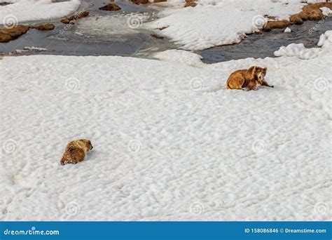 Himalayan Brown Bear stock photo. Image of endangered - 158086846