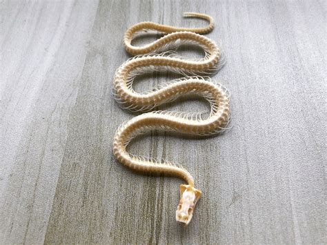 Real Whole Snake Bone. Includes Skull, Spine Vertebrae and Coccyx. Has ...