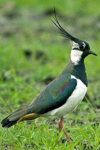 Lapwing Bird | Wild birds, Nature birds, Pet birds