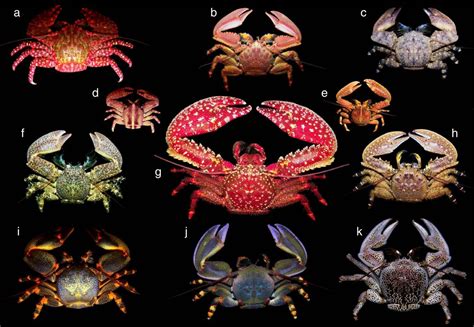 Animals have evolved into a crab-like-shape at least 5 separate times | Boing Boing