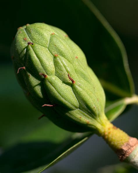 Photo #59388 | Magnolia virginiana | plant lust