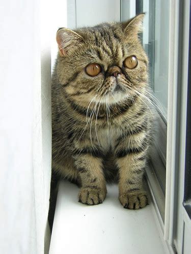 Exotic Shorthair - Love Meow