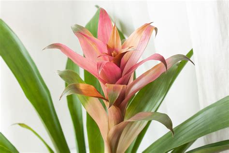 How to Grow and Care for Bromeliad Plants Indoors