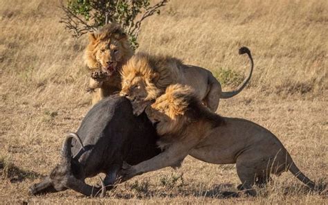 A Harsh Lesson in Survival: Lion Teaches Brutal Hunting Lesson as a ...