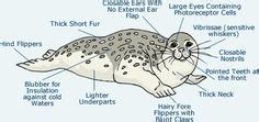 Seal Anatomy - Diagrams & Images Of A Seals Body Animal Paintings ...