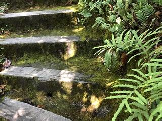 Mossy Stairs. . . . | for Saturday! The UC Botanical Garden … | Flickr