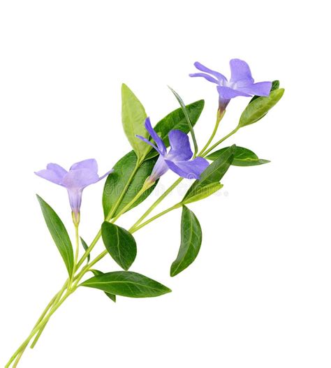 Periwinkle flowers stock photo. Image of isolated, colored - 40767926