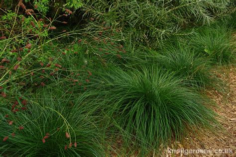 Carex divulsa – Knoll Gardens – Ornamental Grasses and Flowering Perennials