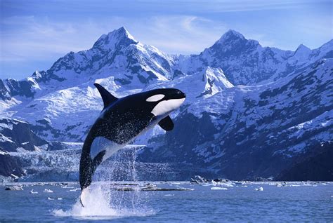 Find Out Where Killer Whales Live